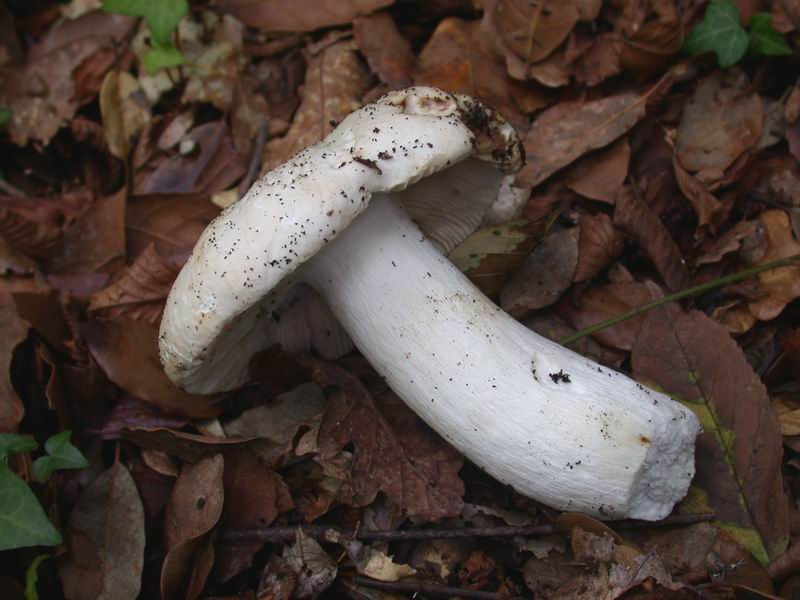 Escursione autunnale in Corsica - 3